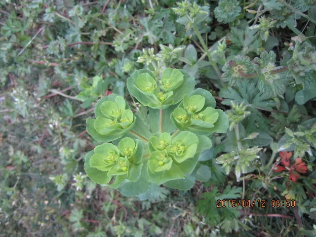 植物名称大全500种(植物名称大全500种与介绍)