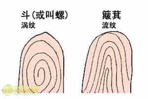 手指纹斗和簸箕图解(手指纹斗和簸箕图解算命)