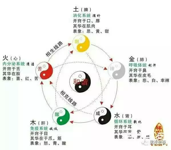 中医五行属什么(中医五行属什么行业)