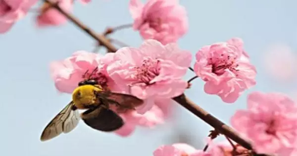 烂桃花一般会持续多久(属猪的烂桃花一般会持续多久)