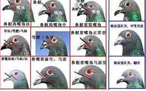 鉴鸽技巧第2版