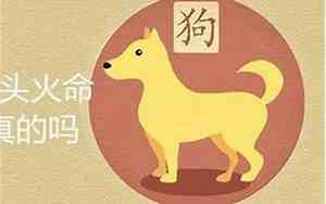 属狗是几几年生的