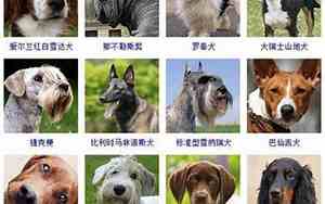 关于狗的公司名称